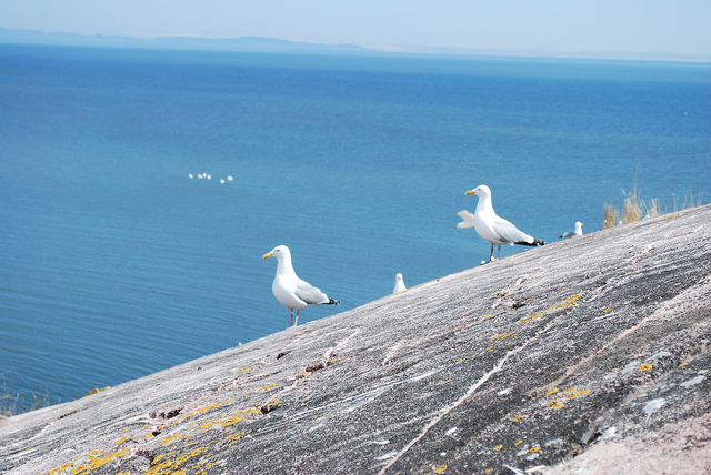 Herring Gulls, Granite Island, Black Bay, Lake Superior