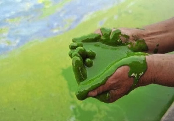 Algae Blooms an Issue in Cloud Lake, Lake Erie