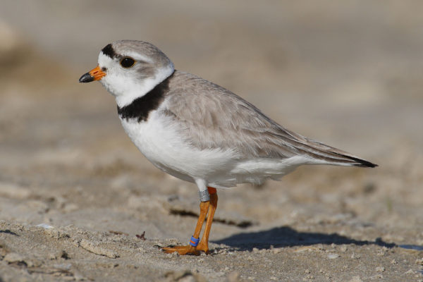 Endangered piping plover spotted on Duluth shores