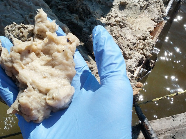 Contaminated pulpy material from Thunder Bay Harbour.