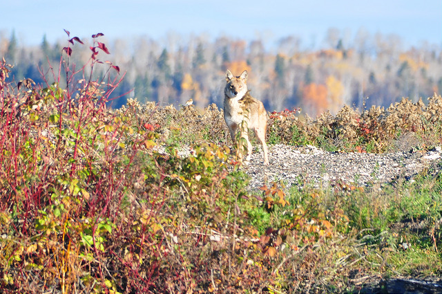 Coyote on the Thunder Bay shore.