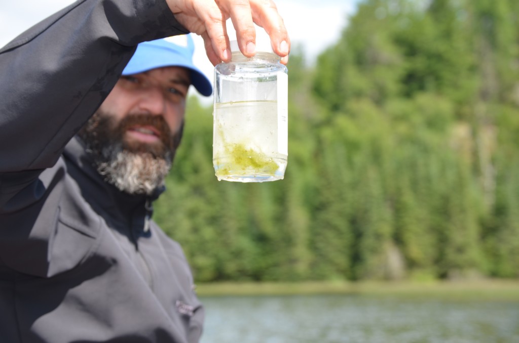 Water sample with algae from Cloud Lake