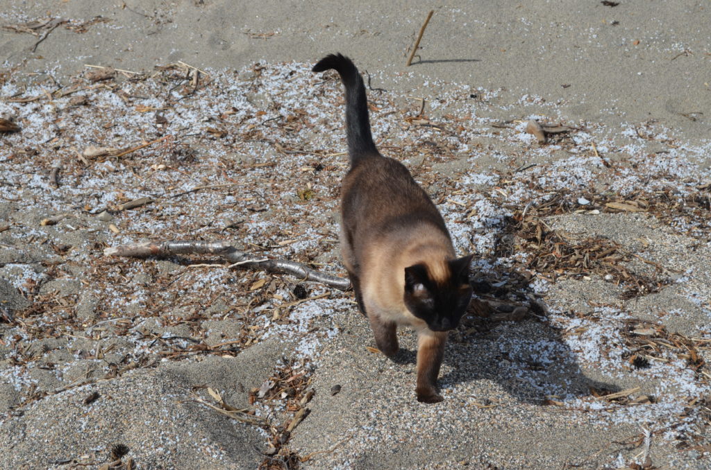 One of Hutterli's cats strolls among the nurdles. 